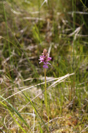 kaitakammekka VilleNummela