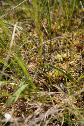 kaitakammekka VilleNummela