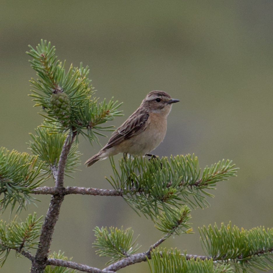 Kannus VilleNummela