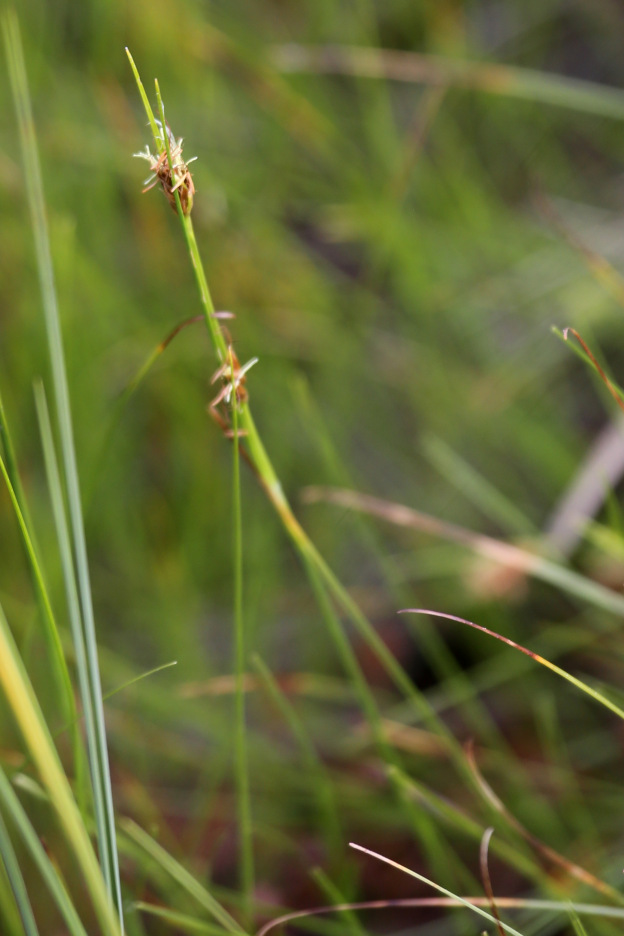 Kannus VilleNummela