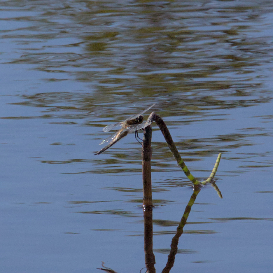Kannus VilleNummela