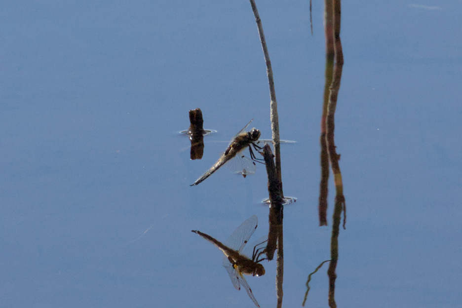 Kannus VilleNummela