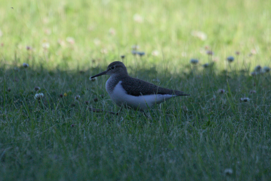 Kannus VilleNummela