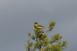 Kannus VilleNummela