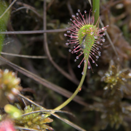 Kannus VilleNummela