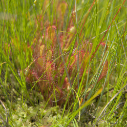 Kannus VilleNummela