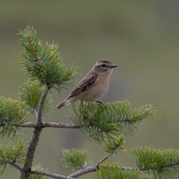 Kannus VilleNummela