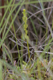 Kannus VilleNummela