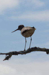 Kannus VilleNummela