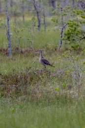Kannus VilleNummela