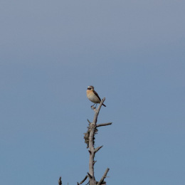 Kannus VilleNummela