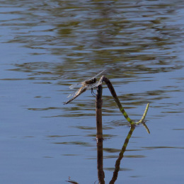 Kannus VilleNummela