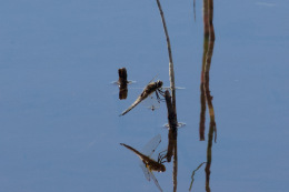 Kannus VilleNummela