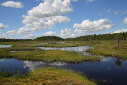 Kannus VilleNummela