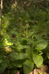 Kannus VilleNummela